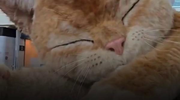 o pisica uriasa doarme in aeroportul din hong kong are 8 metri lungime isi misca coada si toarce iar calatorii sunt cuceriti de ea