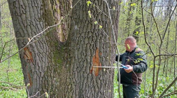buzoianu spune ca arbori seculari din jurul iasiului au fost salvati de la taiere vor fi lasati pentru biodiversitate