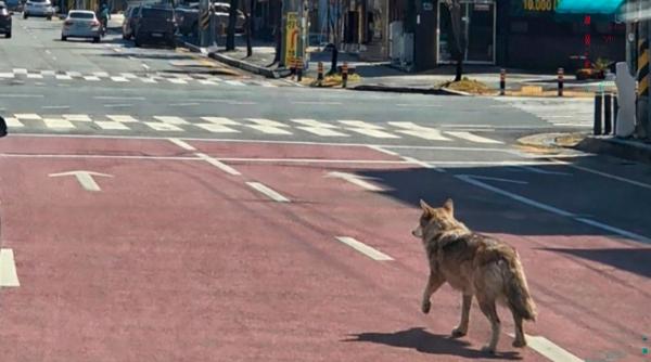 lupul care evadase de la o gradina zoologica din coreea de sud a fost prins dupa noua zile de cautari bine ai revenit neukgu