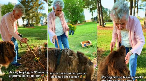 imagini virale o femeie de 96 de ani e ajutata de un caine de 70 de kg sa planteze flori in gradina ea arata cu degetul el sapa