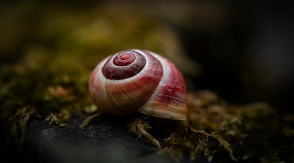 melcul vampir care se harneste cu sangele pestilor adormiti este candidatul italiei pentru premiul molusca anului