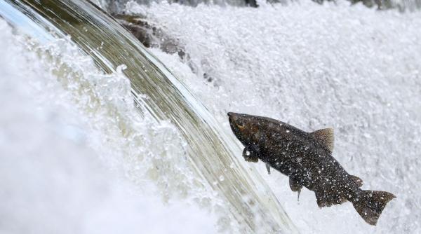studiu ingrijorator privind poluarea cu cocaina din rauri si lacuri supravietuirea somonilor este in pericol
