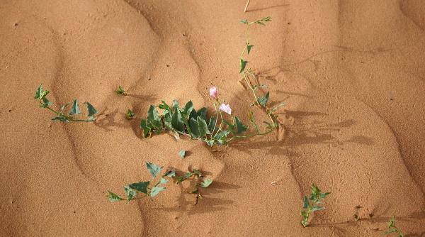 cercetatorii chinezi au reusit sa transforme nisipul din desert in sol fertil folosind cianobacterii in doar 10 luni