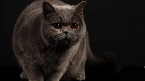 kira kiralina pisicuta supranumita ursoaica din bucovina tocmai a fost desemnata cea mai frumoasa din europa