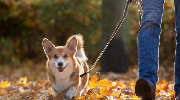 o familie excentrica si bogata ofera un salariu de 70 000 de euro pentru o persoana care sa tina companie cainelui sau