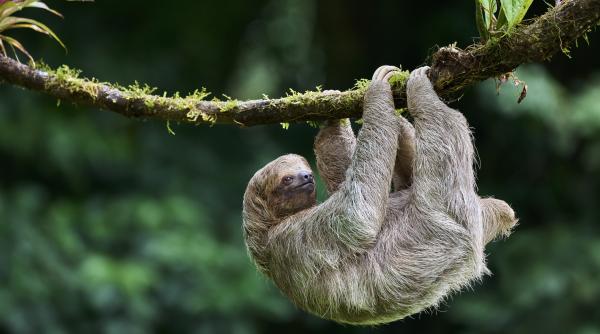 31 de lenesi aflati in grija sloth world au murit in florida o parte dintre animale ar fi fost tinute in frig intr un depozit