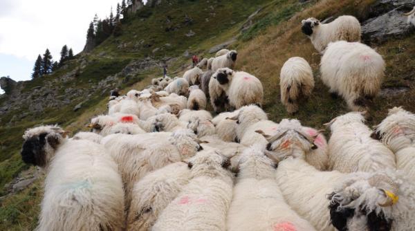 buzoianu spune ca nu interzice pasunatul si acuza aur ca ar fi in spatele unui atac cu sute de conturi si informatii false