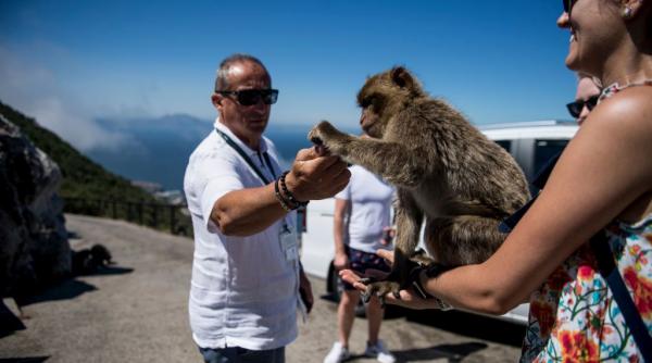 macacii din gibraltar au stomacul deranjat de la chipsurile si ciocolata primite de la turisti si mananca pamant pe post de medicament