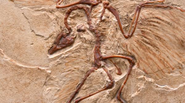 „Craniile păsărilor ar putea arăta ce gândea T. rex”. Cercetătorii caută urme ale inteligenței dinozaurilor în descendenții lor de azi