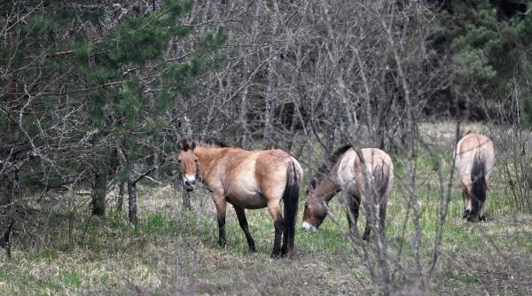 cum au reaparut lupii ursii si rasii in padurile radioactive de la cernobil experimentul cailor przewalski un mic miracol