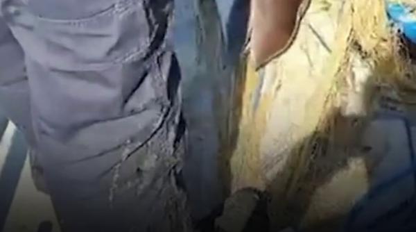 delfini sturioni si un delfin prinsi in plase ilegale in marea neagra salvati de politistii de frontiera in zona cap sahalin