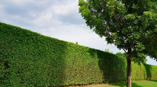  7 plante care te feresc de privirile vecinilor mai bine decât un gard
