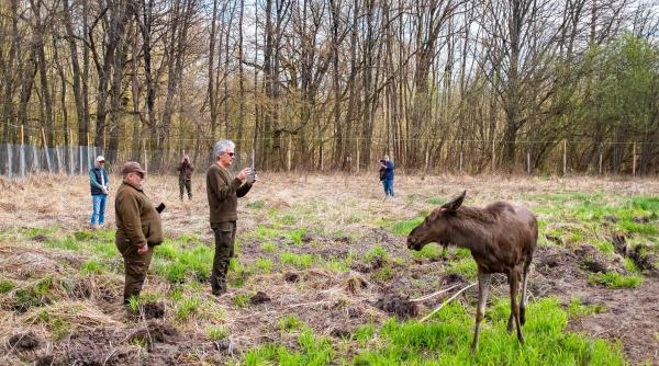 moment istoric elanul revine in padurile din romania primele patru exemplare au sosit in tinutul zimbrilor din neamt