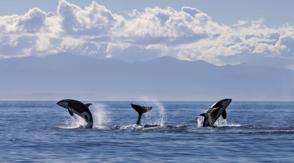 o proteina rara descoperita la balenele din groenlanda ar putea ajuta oamenii sa traiasca pana la 200 de ani