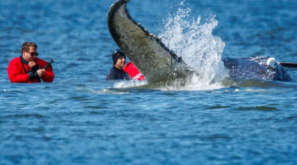 Balena eșuată pe coastele Germaniei a fost salvată: „Timmy” a fost urcată într-o barjă care o duce în Marea Nordului