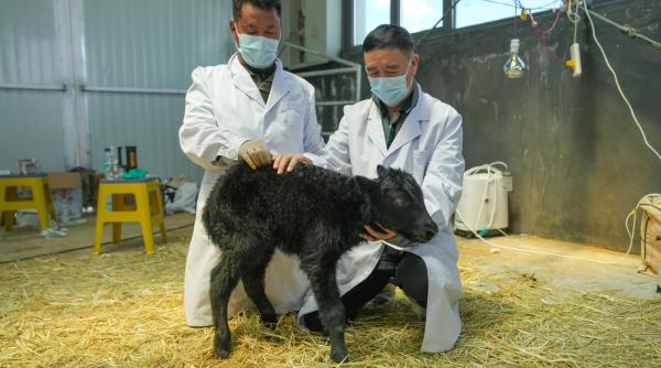 China anunță că iacii clonați din celule somatice au născut natural 10 pui. Ce se va întâmpla cu animalele