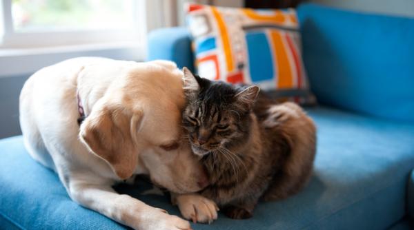 cum vrea ue sa protejeze cainii si pisicile parlamentul european a aprobat o noua lege pentru a opri cruzimea impotriva animalelor