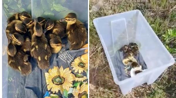 Zece boboci de rață sălbatică au fost salvați din trafic, în București. Puii rătăceau singuri printre mașini: „Pericolul era imens”