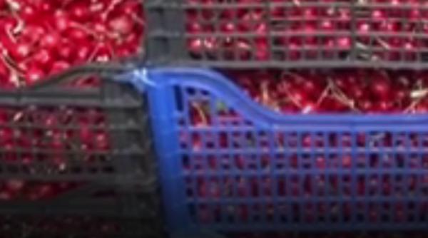 180 de lei kilogramul de cirese romanii au epuizat stocurile vanzatorilor