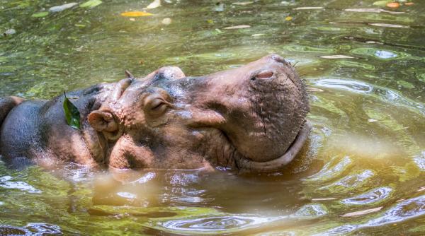 un mostenitor miliardar din india se ofera sa salveze de la sacrificare 80 dintre hipopotamii de cocaina ai lui pablo escobar