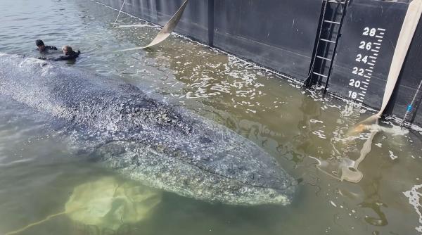 fani din toata lumea urmaresc live drumul lui timmy spre casa sperand ca va trai balena e pe moarte dupa ce a esuat acum doua luni