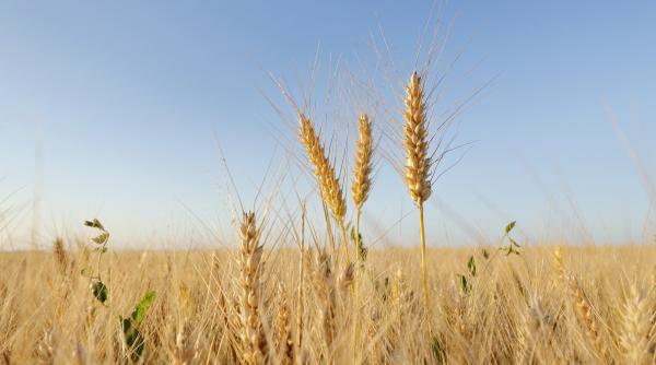 prima paine din grau fara gluten a fost obtinuta datorita unei tehnologii brevetate in italia