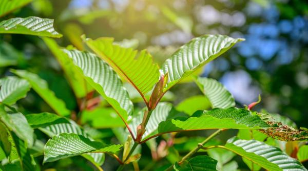 ce este kratom noul drog care se raspandeste in sua si ameninta si europa