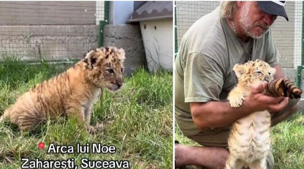 goliath primul ligru din romania a murit in incendiul de la arca lui noe stapanul lui a incercat sa l salveze