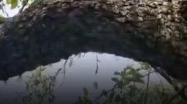 un pui de urs a ramas blocat intr un copac de langa sighisoara a fost salvat de jandarmi