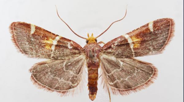 in grecia a fost descoperita o noua specie de molie care a primit numele papei leon