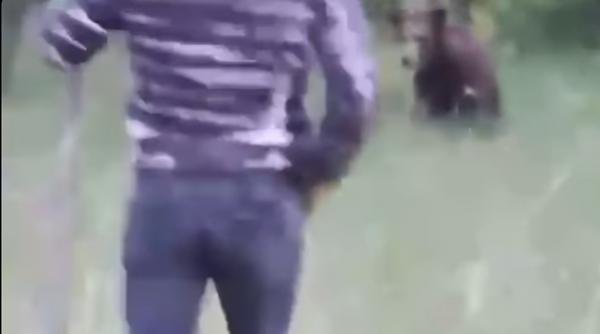 imagini halucinante din valcea un barbat a fugarit cu o lopata un urs uite l da i in cap