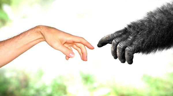 descoperire uriasa in genetica cercetatorii au gasit cheia adn care i a facut pe oameni diferiti de maimute
