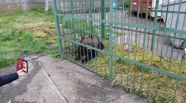 un urs capturat in incinta scolii de agenti de politie de la campina a fost inchis intr o cusca speciala ce se va intampla cu animalul
