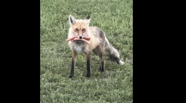 o vulpita canadiana a fost prinsa de politie cu gura plina de hotdogi suspectul descris are par roscat si haina groasa
