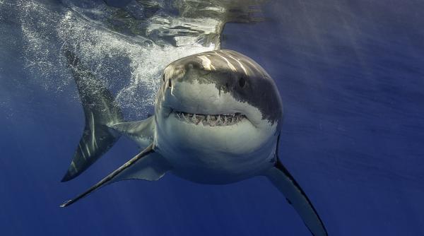 un barbat a murit dupa ce a fost atacat de un rechin in australia