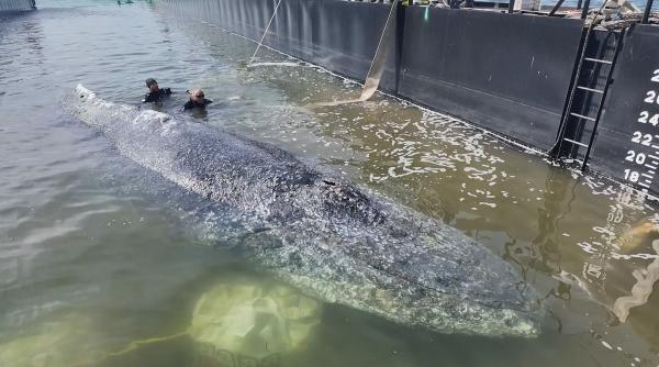 a murit timmy balena salvata in urma cu doua saptamani a fost gasita acum fara viata fani din toata lumea au sperat ca va trai