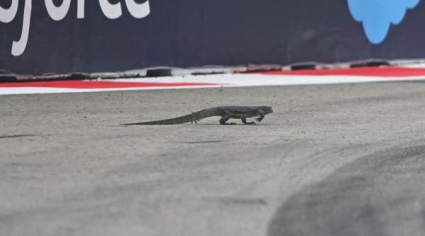 formula 1 cele mai memorabile intalniri dintre piloti si animale pe circuit de la marmote pana la godzilla