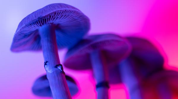 descoperire neasteptata o singura doza de ciuperci magice ar putea trata dependenta de cocaina
