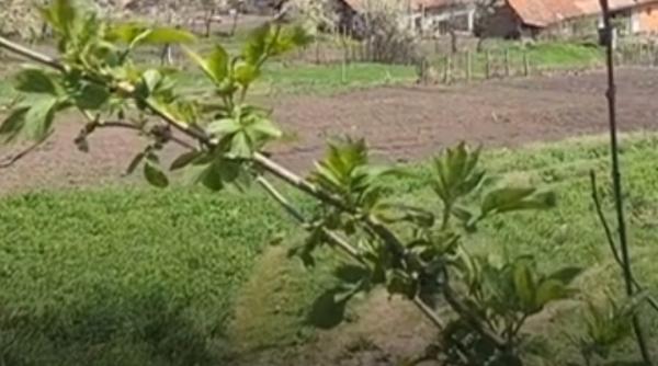 inchisoare pe viata in lipsa pentru criminalul emil ganj