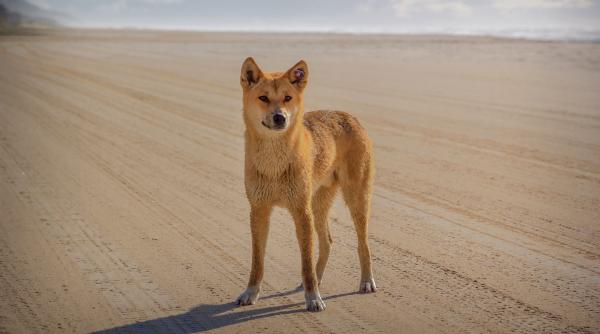 descoperire incredibila in australia in mormantul vechi de 1 000 de ani al unui dingo