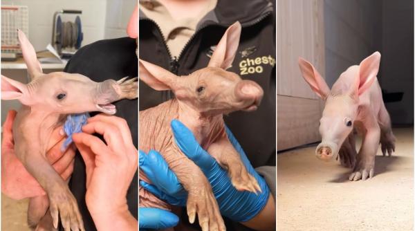 frenezie la un zoo din marea britanie unde s a nascut un pui rar de porc furnicar angajatii il hranesc cu biberonul