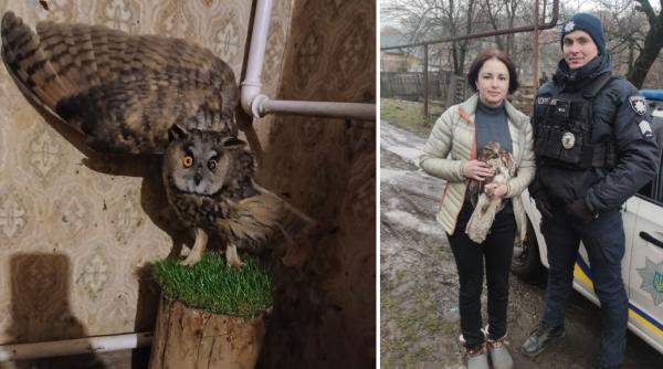 orb si mutilat bufnita sunny este si el inca o victima a razboiului rusiei