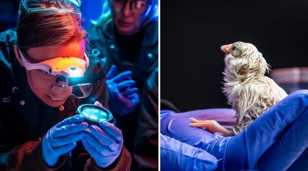 o companie americana vrea sa reinvie pasarile moa specie disparuta de sase secole 26 de pui au eclozat din oua artificiale