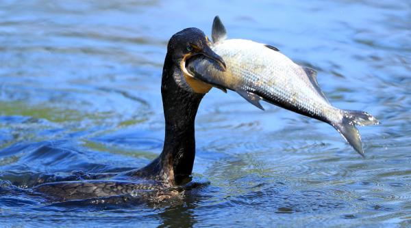 ultimele zile ale cormoranului 10 tari printre care si romania cer ue impuscarea acestor pasari pe motiv ca mananca prea mult peste
