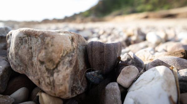 descoperire fara precedent piatra de plastic gasita pe plajele din india