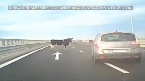 pericol pe autostrada a7 patru vaci au cazut dintr o duba aflata in mers soferii le au evitat in ultimul moment