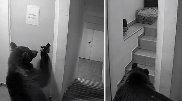 un urs a intrat intr un hotel din poiana brasov angajatii au sunat la 112 iar operatorul le a spus ca nu este o urgenta