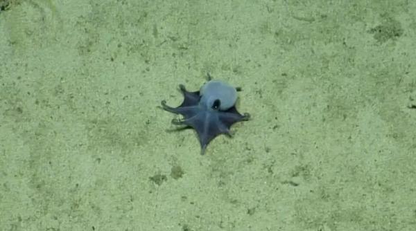 aproape niciun pamantean nu are sansa sa le vada a fost descoperita o noua specie de caracatita de culoare albastra
