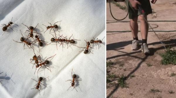 invazie de furnici in satele de langa oradea se catara peste tot au intrat si in case oamenii au cerut ajutorul autoritatilor