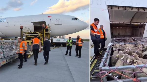 premiera pentru romania peste 4 000 de oi au fost trimise in algeria cu avionul ajung la destinatie in doar doua ore si jumatate